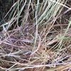 New Season Pasture Hay Rolls For Sale