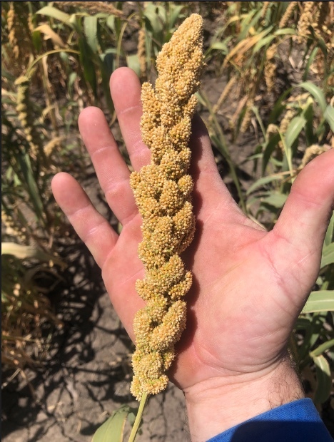 Millet Hay    (Panorama)  3000 Bales Approx
