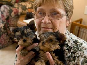 Sweetest mini Yorkie puppies - boy and girl!