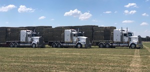 Irrigated lucerne hay 250 ton