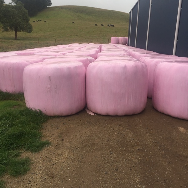 5 x 4 Silage - Pasture Rye & Clover