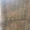 **Price Reduced** Clover / Lentil Hay For Sale in 8x4x3's - Shedded - See Feed Test