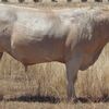 Stud Charolais Bulls