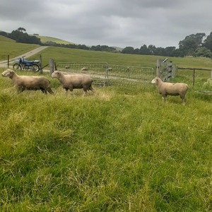 Rams Composite Poll Dorset X Border Leicester x 3