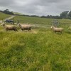 Rams Composite Poll Dorset X Border Leicester x 3