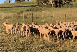 Future breeder Dohne ewe lambs
