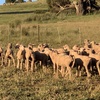 Future breeder Dohne ewe lambs