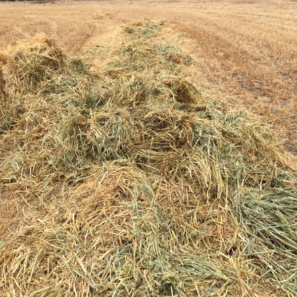 Shedded Oaten Hay