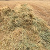 Shedded Oaten Hay