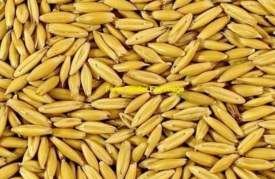 200mt Yallara Oats