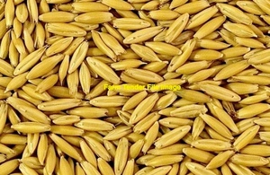 200mt Yallara Oats