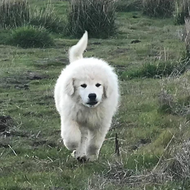 3 month old Maremma Puppy