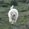 3 month old Maremma Puppy