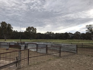 Lease or Agistment for sheep