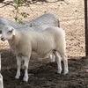 7 x Maiden Aussie White Ewes with Ram