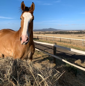 Horse quality rounds for sale