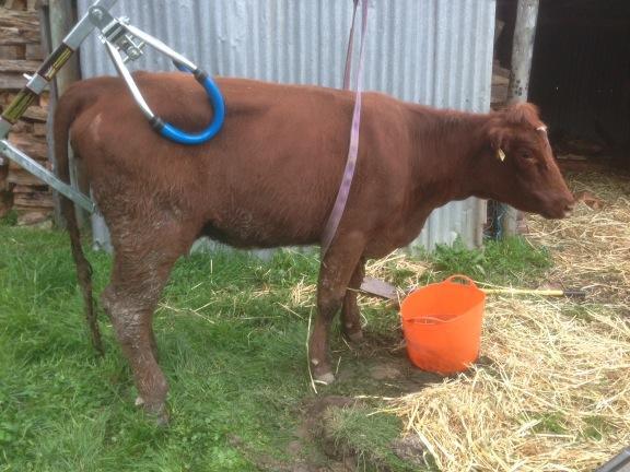 Steinfort Pelvic Lift