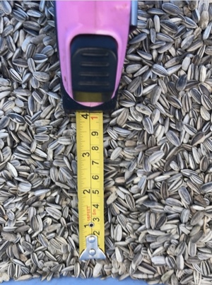 Grey striped sunflowers
