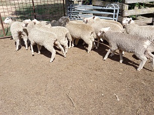MERINO X BORDER LEICESTER EWE LAMBS X 18 - 1ST CROSS EWES 6 Months 