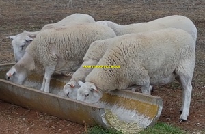WANTED Aussie White Ewes/Ewe Lambs