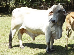 Brahman Bull