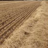 New Season Header Trail barley Straw for sale in 8x4x3's ex Farm or can assist with freight