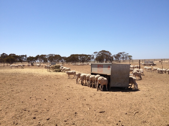 Gilded River Lamb Finisher 16%