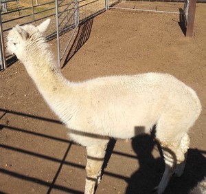 white stud Alpaca
