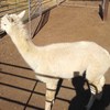 white stud Alpaca