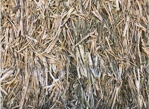 Canola Hay 8x4x3 - 400 x 600 KG Approx Bales