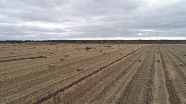 450mt Vetch Oaten Hay 8x4x3 Bales