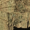 Vetch Hay 8x4x3 Bales 'New Season'