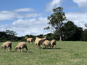 Merino Ewes 