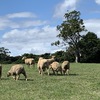 Merino Ewes 