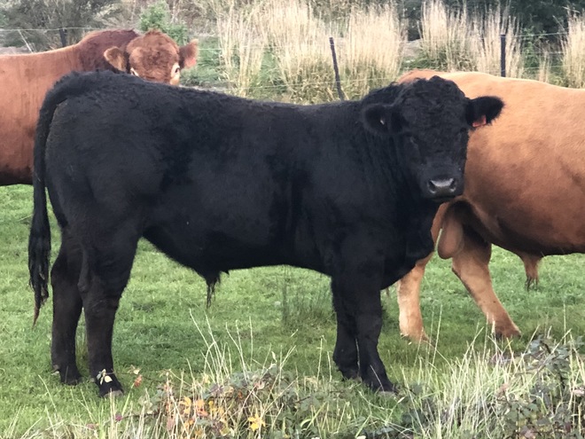 Stud Limousin Bulls. Registered. Apricot & Black. Grass fed and ready to work now!