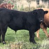 Stud Limousin Bulls. Registered. Apricot & Black. Grass fed and ready to work now!