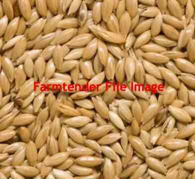 Canary Seed For Sale 