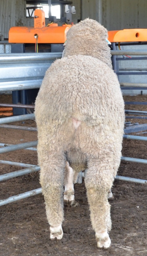 2019 Drop Poll Merino Rams Kerrilyn Merino Stud 