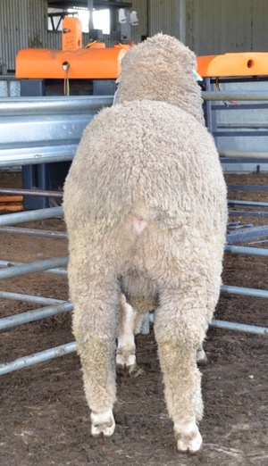 2019 Drop Poll Merino Rams Kerrilyn Merino Stud 