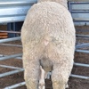 2019 Drop Poll Merino Rams Kerrilyn Merino Stud 