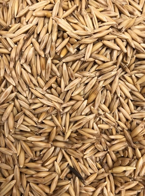 Hay Oats