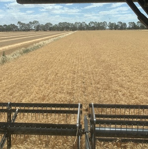 8x4x3 irrigated wheat straw