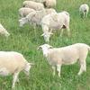 Dorper Ewes 2-3 years of age 20 available