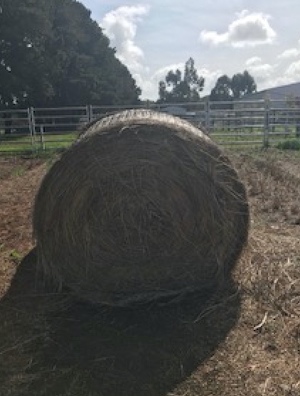 25 Round Bales Grass/Clover Hay