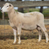 Under Auction - Lot 32 Highlander Ram 190923 (DLE Ram Auction A100 - 10th Sept via Auctionsplus) 