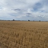 100 Acres of Wheat Stubble - Ready to be cut and baled