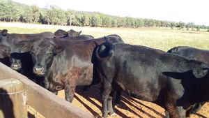 Black Angus Heifers in calf 