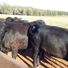 Black Angus Heifers in calf 