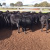 64 EU accredited Angus heifers