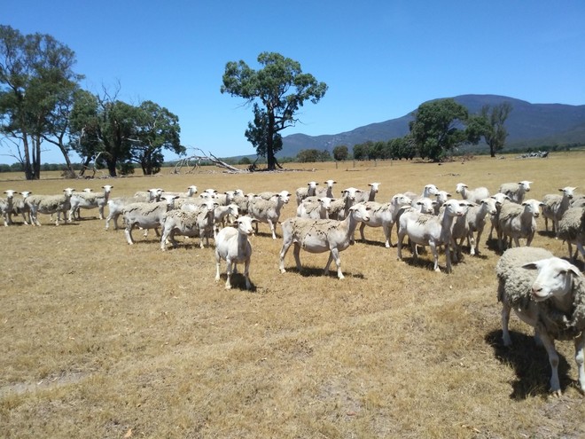 105 White Dorper Ewes - Annalara & Boxdale Bloodlines
